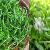 Rau đắng đất tươi ngon, an toàn